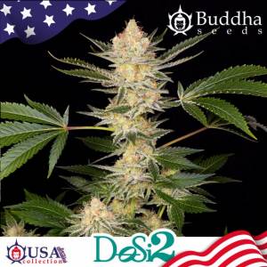 Buddha Seeds - Dosi2