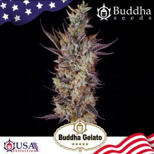 Buddha Seeds - Buddha Gelato