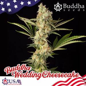 Buddha Seeds - Buddha Wedding Cheesecake