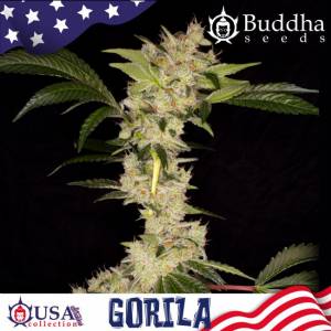 Buddha Seeds - Gorila