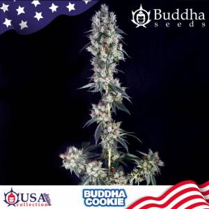 Buddha Seeds - Buddha Cookie