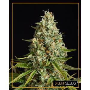 Silent Seeds - Amnesia Lemon