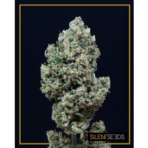 Silent Seeds - Critical Mango Auto