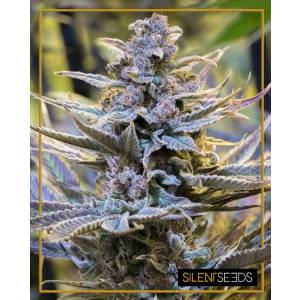 Silent Seeds - Cookielato