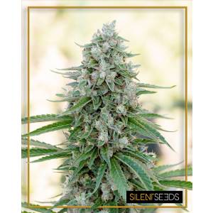 Silent Seeds - Critical Mango