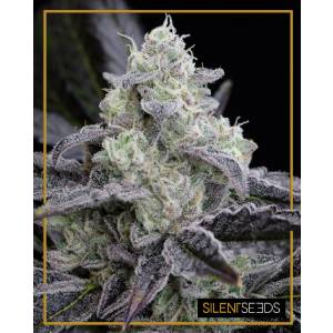 Silent Seeds - L.A. Vanilla Cake