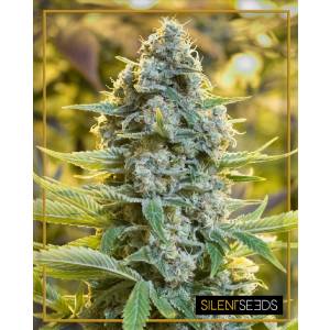 Silent Seeds - Moby Berry