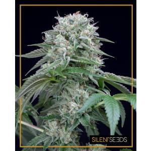 Silent Seeds - Starfire OG