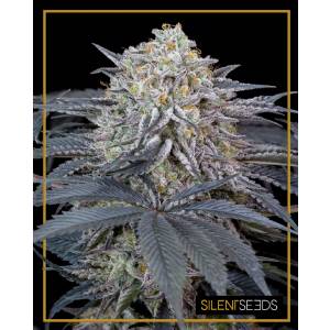 Silent Seeds - Watermelon Runtz