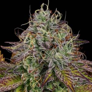 Paradise Seeds - Apricot Candy - Fem