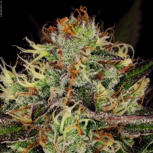 Paradise Seeds - Chocolate Wafflez - Fem