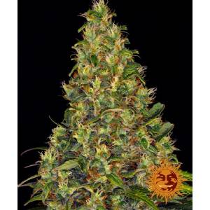 Barney s Farm - Amnesia Haze Auto