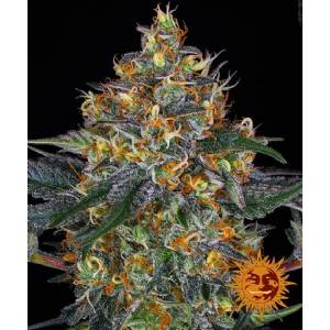 Barney s Farm - Moby Dick Auto