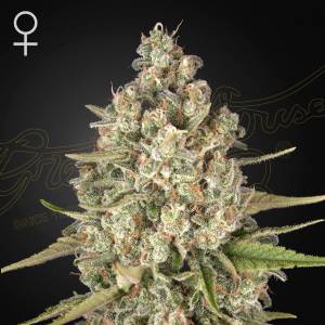 Green House - Lost Pearl - 5 fem