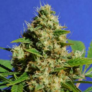Original Sensible Seeds - Banana Sherbet - 10 fem