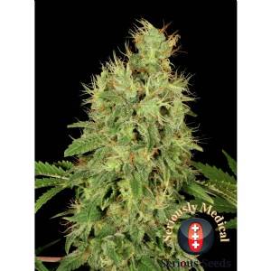 Serious Seeds - CBD Chronic