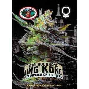 Big Buddha Seeds - King Kong - 10 fem