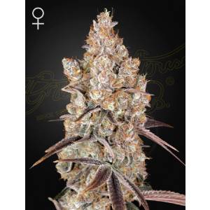 Green House - Holy Snow