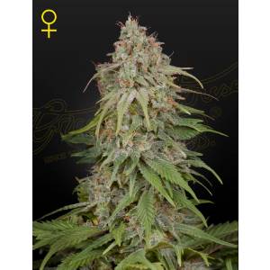 Green House - GH Amnesia