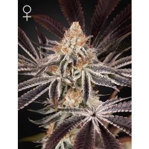 Green House - Dark Phoenix