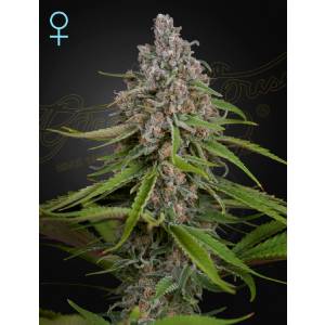 Green House - CBD Deep Candy - fem