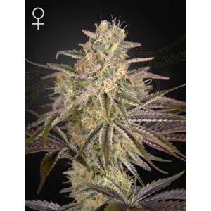Green House - Cloud Walker - 5 Fem