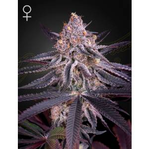 Green House - King’s Juice