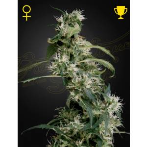 Green House - AUH 2 (Mango Haze) - Fem
