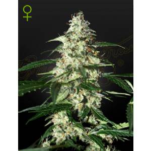 Strainhunters - Auto Skunk - auto