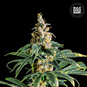 Bulk Seeds Bank - ZKITTLY ZI ZI