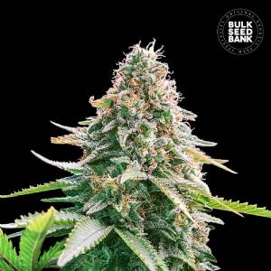 Bulk Seeds Bank - GELATO SAMBA  Auto