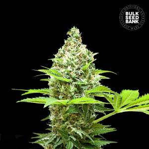 Bulk Seeds Bank - SHERBET POWER
