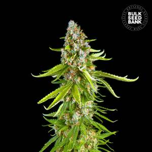 Bulk Seeds Bank - GRANDE CRACK