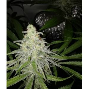 The Grateful Seeds - Banana Tree