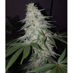 The Grateful Seeds - Blessed by Banana