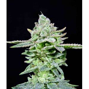 The Grateful Seeds - Dirty Pam