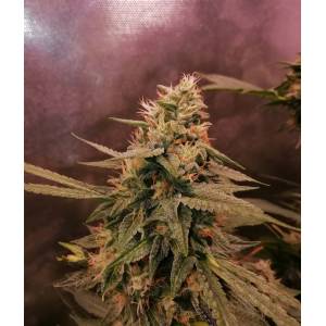 The Grateful Seeds - Cherry Berry Banana