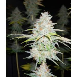 The Grateful Seeds - Guava Cake