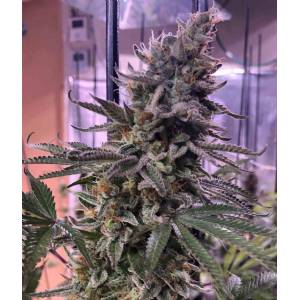 The Grateful Seeds - Hawaiian Pizza