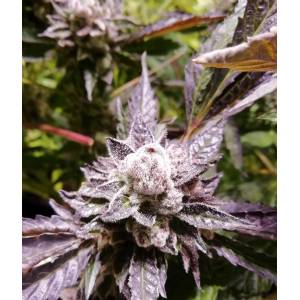 The Grateful Seeds - ORANGeGROOVYE BX