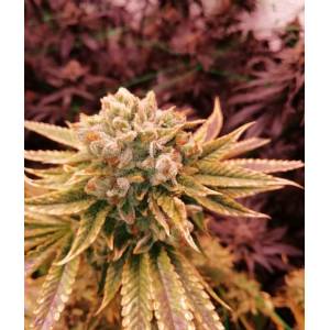 The Grateful Seeds - Sticky Pie