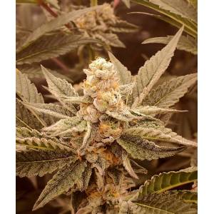 The Grateful Seeds - Zero BX