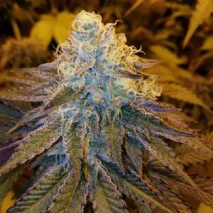 The Grateful Seeds - AfterCookiez