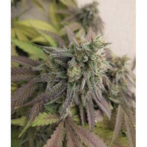 The Grateful Seeds - Blue Javaz