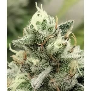 The Grateful Seeds - Blowrange