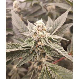 The Grateful Seeds - Golden Pussy