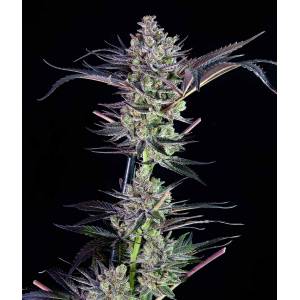 The Grateful Seeds - Mendomint