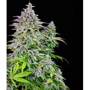 The Grateful Seeds - Pineapple Madness