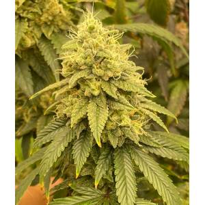 The Grateful Seeds - Frosted Onionz