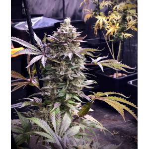 The Grateful Seeds - Pineapple Madness R2